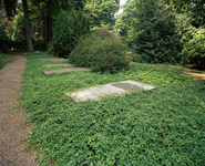 822075 Afbeelding van maagdenpalm tussen de grafstenen op de 1e Algemene Begraafplaats Soestbergen (Gansstraat) te Utrecht.